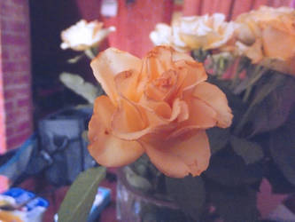 orange rose