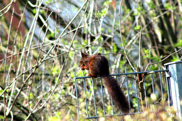 Squirrel making new plans !