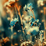 ...forget-me-not...