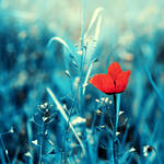 ... poppy ... by BaxiaArt