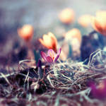 .. spring by BaxiaArt