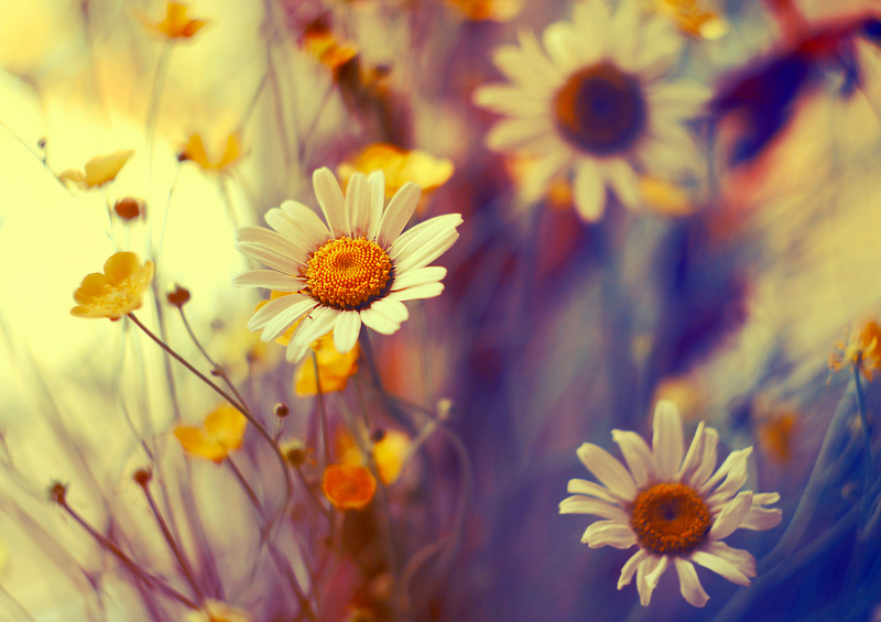wildflowers