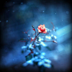 winter rose...