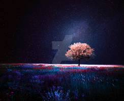night