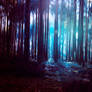 forest light II