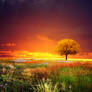 sunset tree I