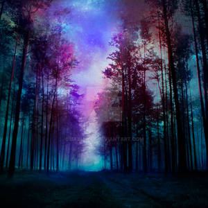 magical forest - night