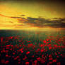 golden field