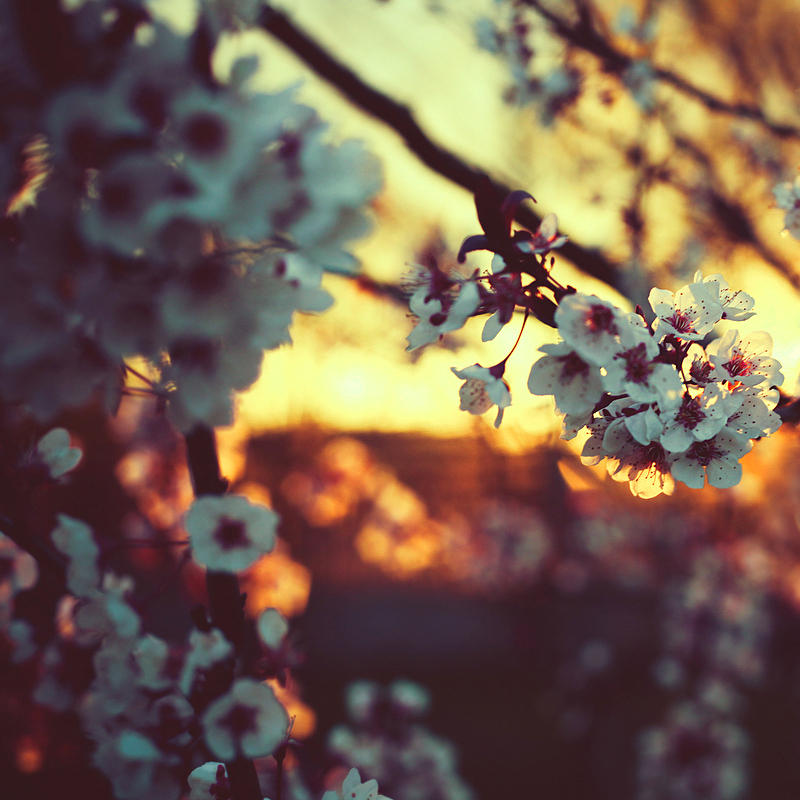 Spring Linght spring light by BaxiaArt on DeviantArt