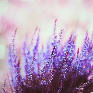 Autumn flowers by BaxiaArt Autumn flowers by BaxiaArt