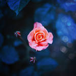 Rose by BaxiaArt