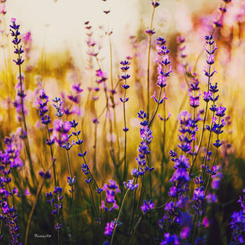 Lavender