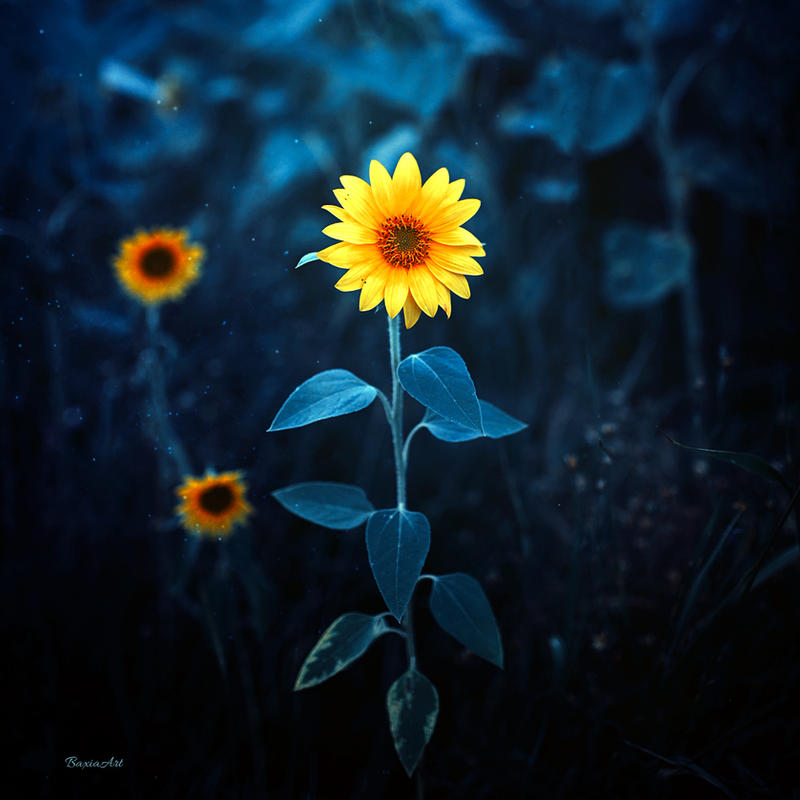 Sunflower