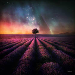 Magic Tree