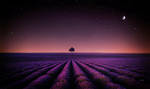 Lavender Dream by BaxiaArt