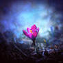 Crocus