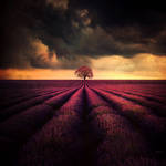 Lavender Field by BaxiaArt