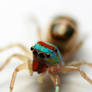 Colourful Jumping Spider