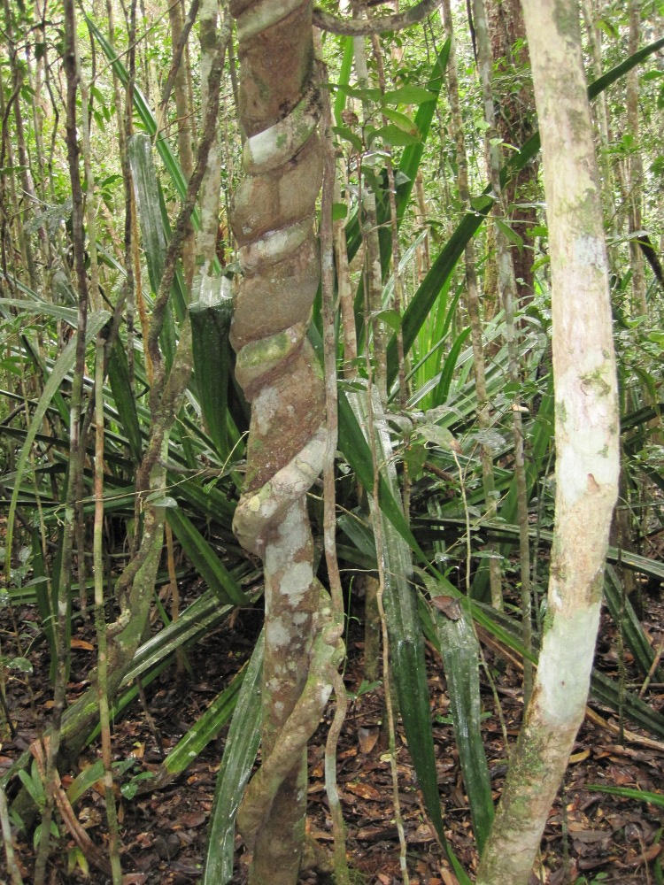 Strangle Hedge Strangle Fig 1 by hotmetal53 on DeviantArt