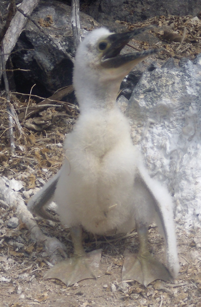 Blue Footed Boobie Chick 2