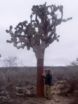 Cactus Tree with Allen