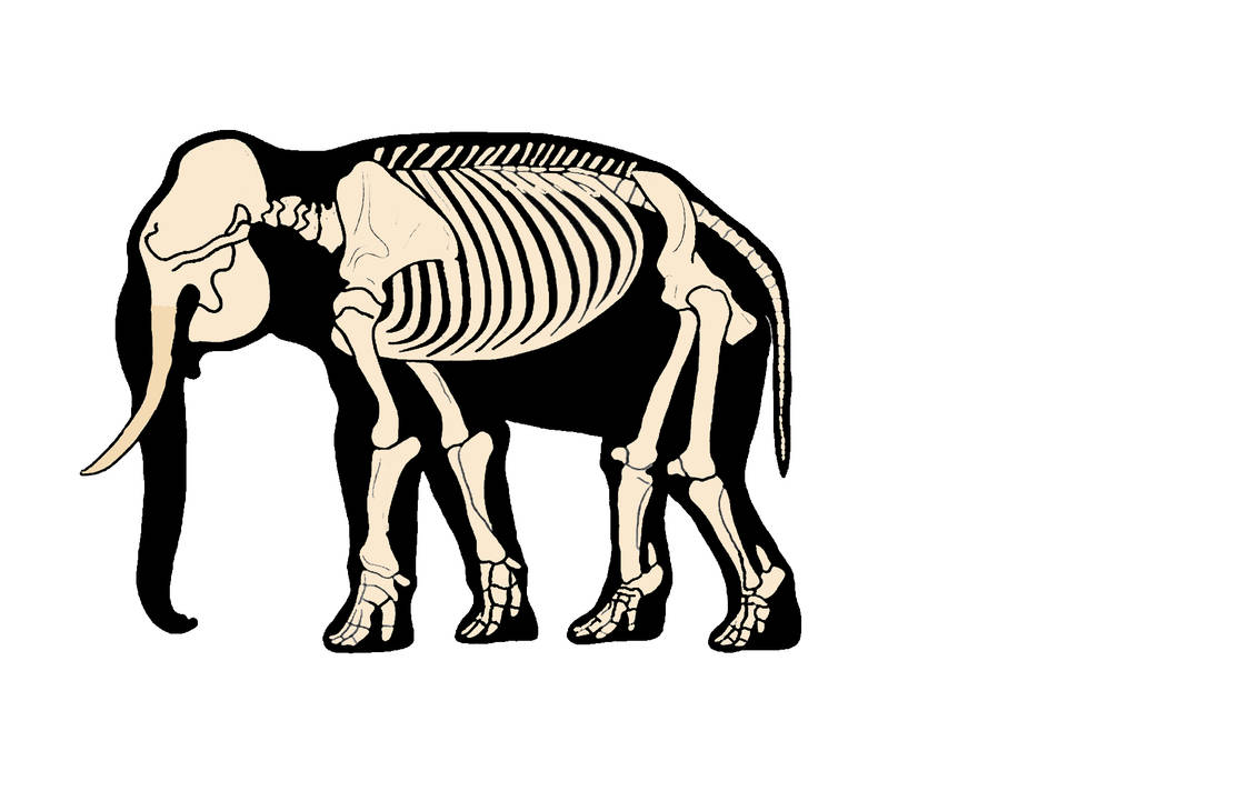 Asian elephant skeleton by Dinoboyroy52 on DeviantArt