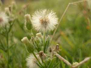 In the grass