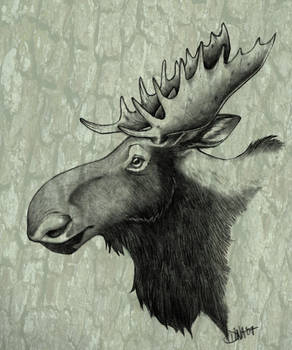 moose profile