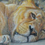 Lioness - Colored Pencil Drawing