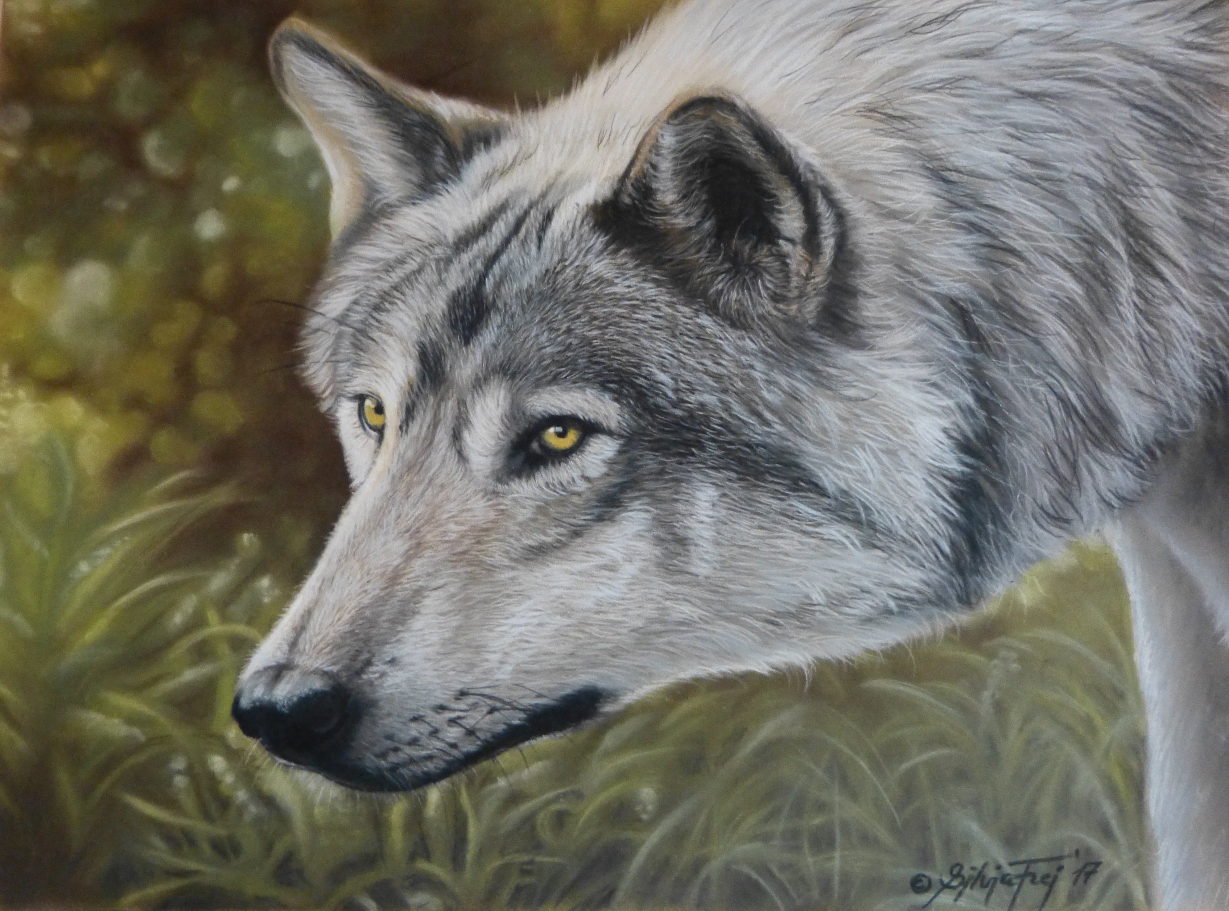 Wolf - Portrait in pastel