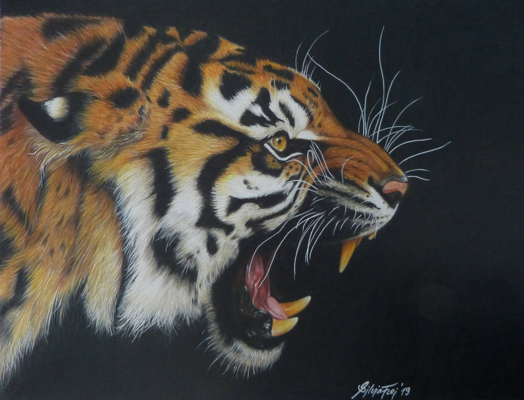 Roaring Tiger - Colored Pencil Drawing by theArtofsilviafrei on DeviantArt