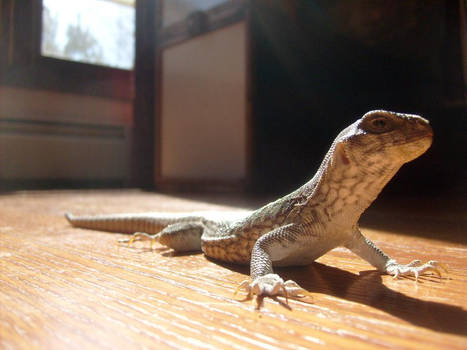 Our baby desert iguana Drazil