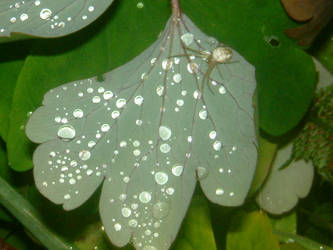 pretty flower