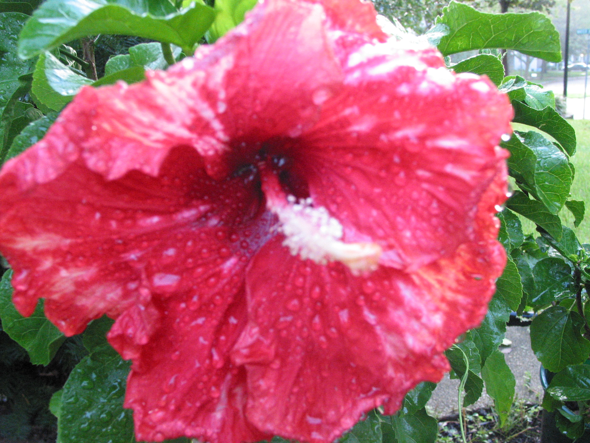 Flower and Rain in color