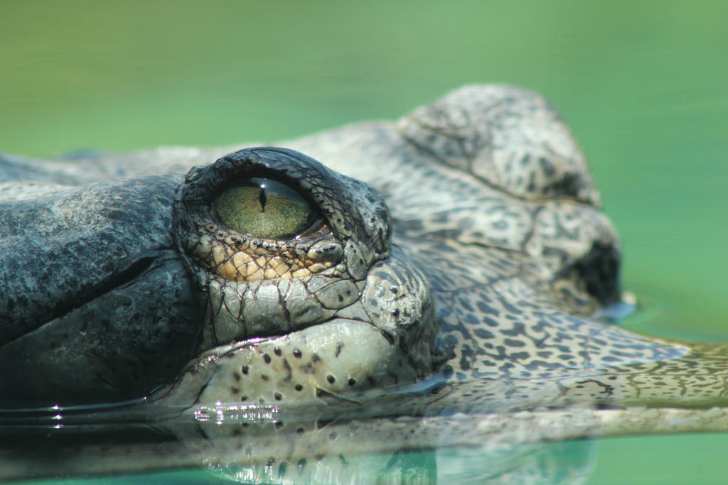 Needle nosed Crocodile Eye