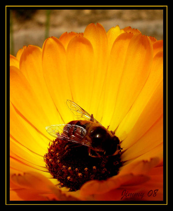 Springtime Ecstacy Springtime ecstacy Vol.2 by jimmykullu on DeviantArt