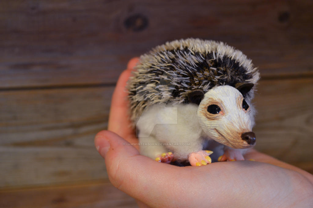 Hedgehog one