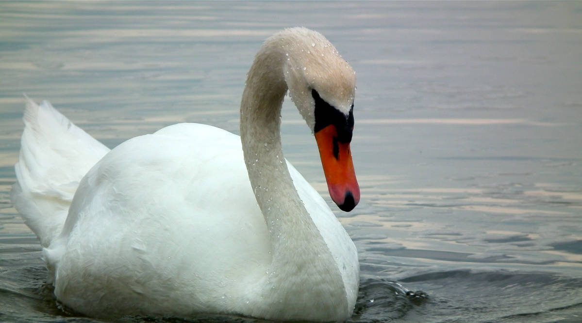 Swan Lake