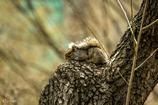 Tired Squirell XD