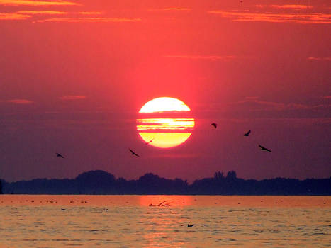 Danube, sunset and birds
