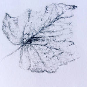 Leaf Drawing