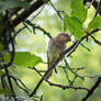 Eurasian Wryneck - 1