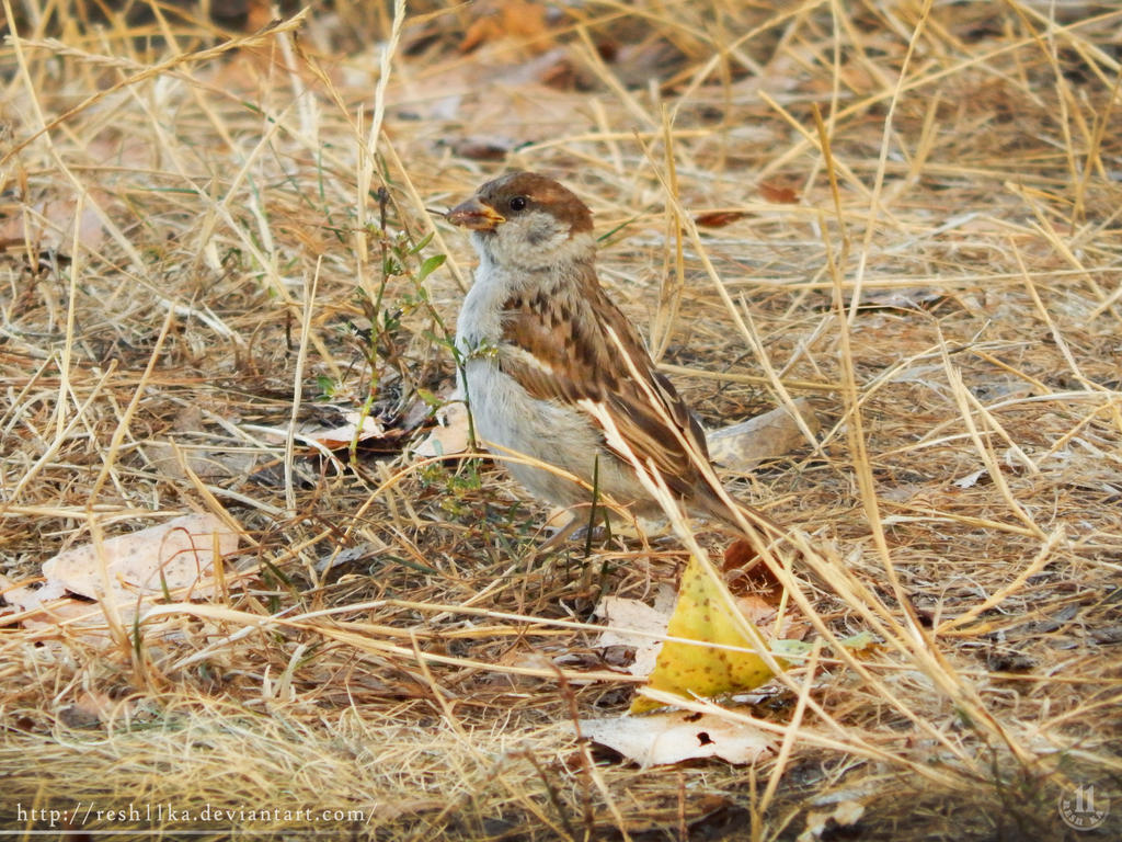 House sparrow eating knotweed