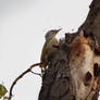 Grey-headed Woodpecker - 2