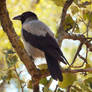 Hooded Crow - 2