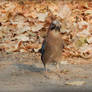 Eurasian Jay - 3