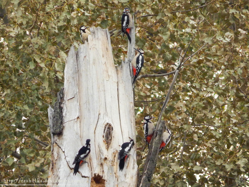 The journey of the woodpecker