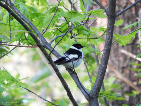 Collared Flycatcher - 1