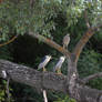 A Black-crowned Night Heron family