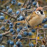 Tree Sparrow - 4